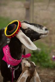 Another fancy goat