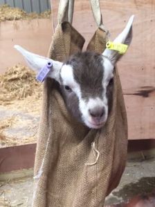 Bag-a-goat