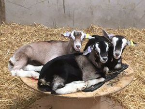 Goaty friends