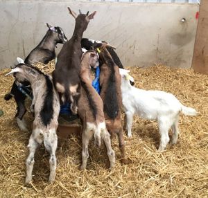 Pile o' goats